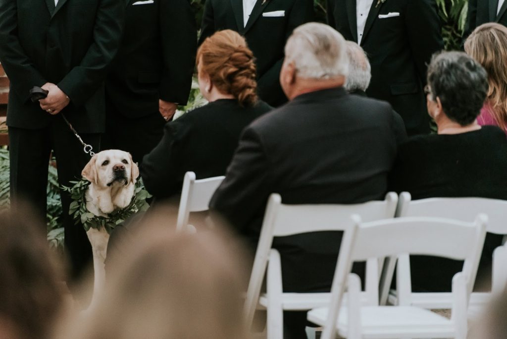 best puppy alisa tongg celebrant horticultural center wedding m2 photography