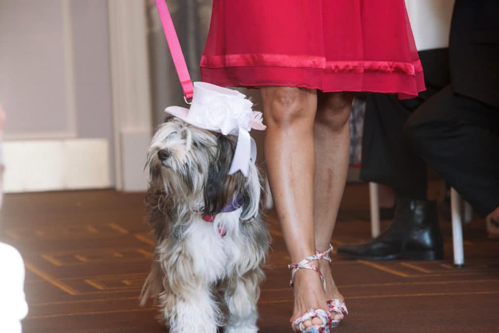 puppy down the aisle alisa tongg celebrant elaine zelker photography